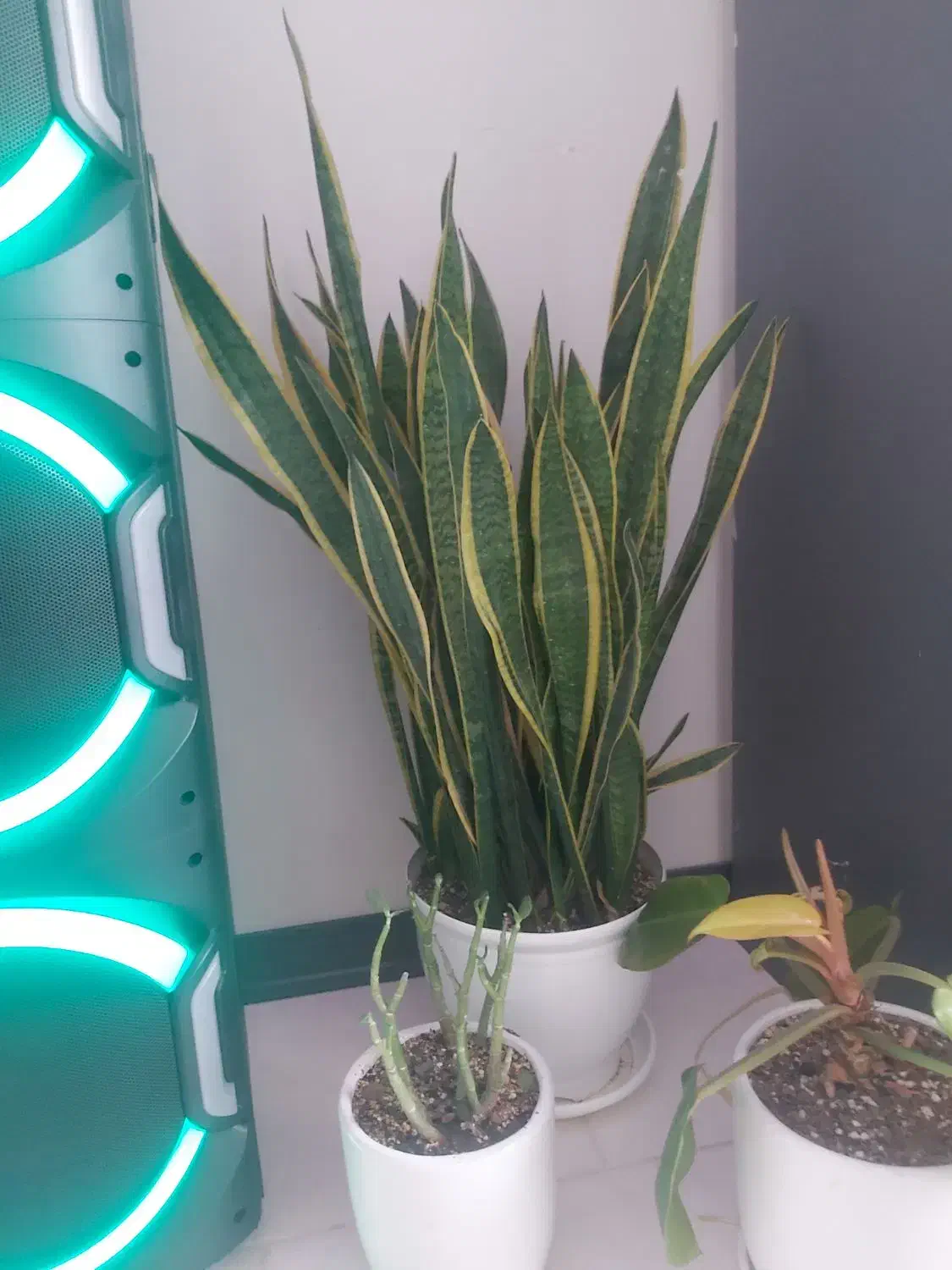 گل اپارتمانی|گل و گیاه طبیعی|پاکدشت, پاکدشت (مامازند)|دیوار