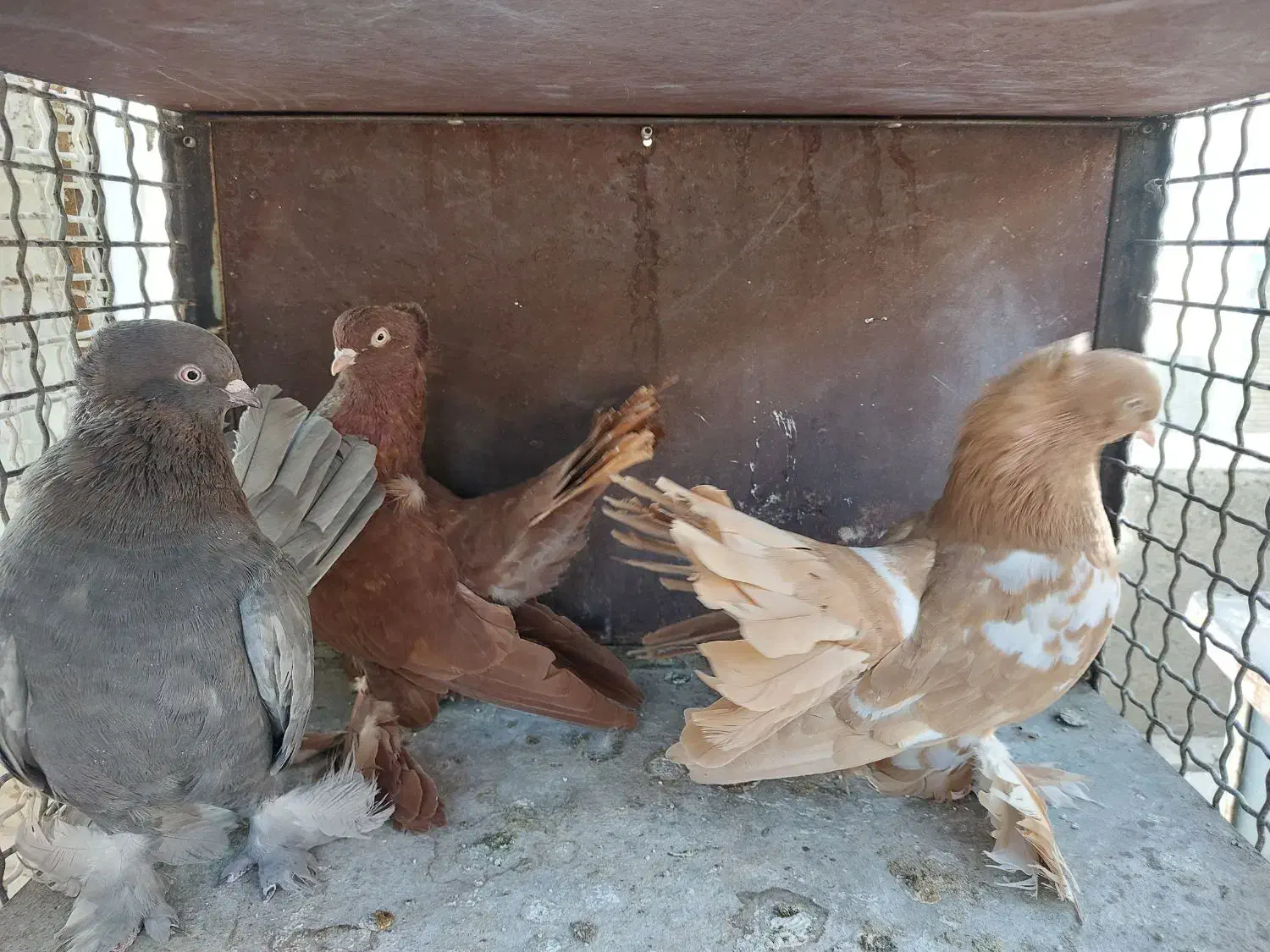 کبوتر یو|پرنده|تهران, سهروردی|دیوار