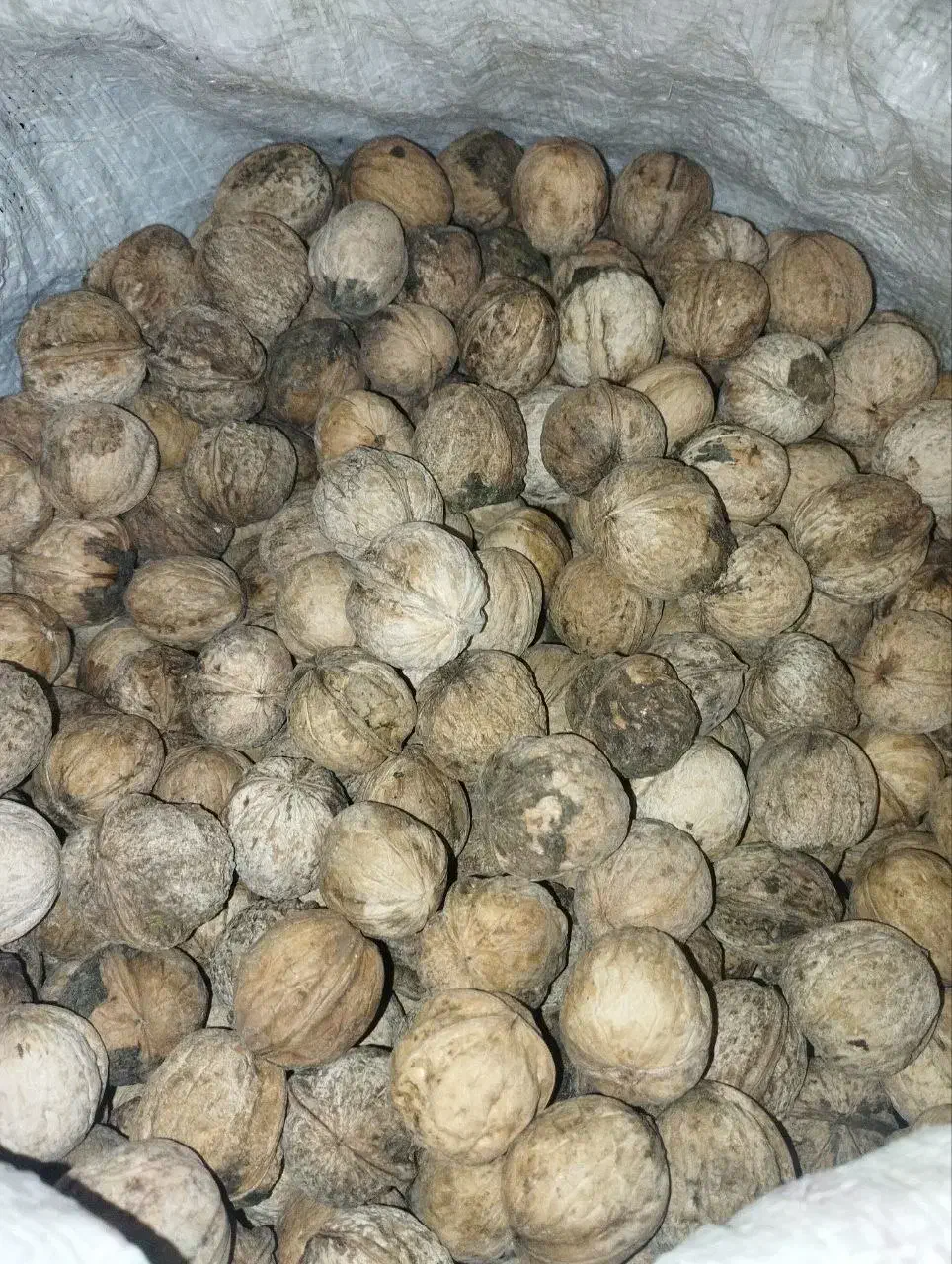 گردو فروش|خوردنی و آشامیدنی|جوانرود, |دیوار