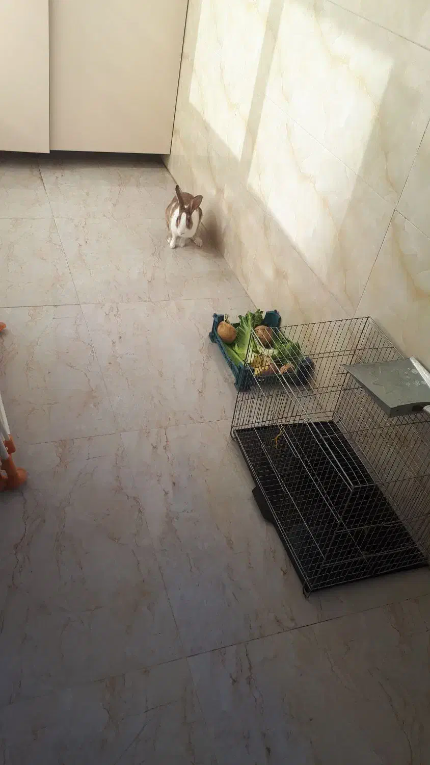 واگذاری خرگوش|موش و خرگوش|بیرجند, |دیوار