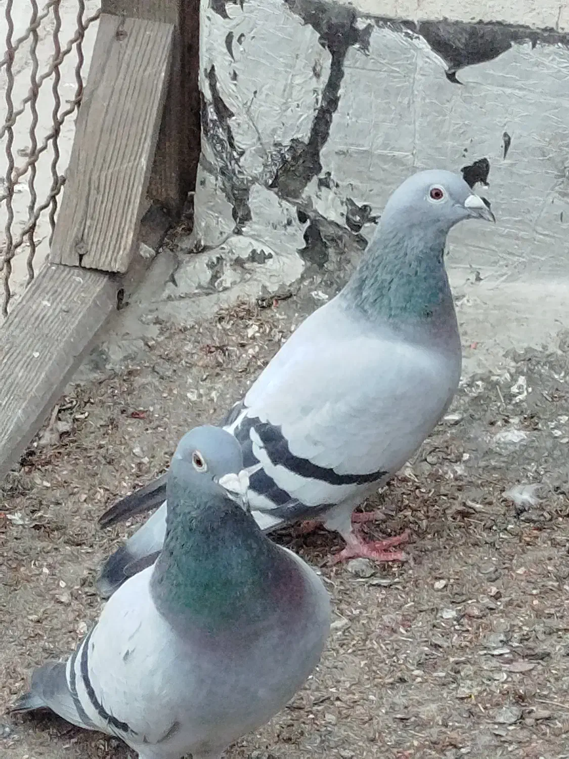 فروش جان آردن خالص و موریس دلبر خالص|پرنده|اهواز, شهرک اکباتان|دیوار