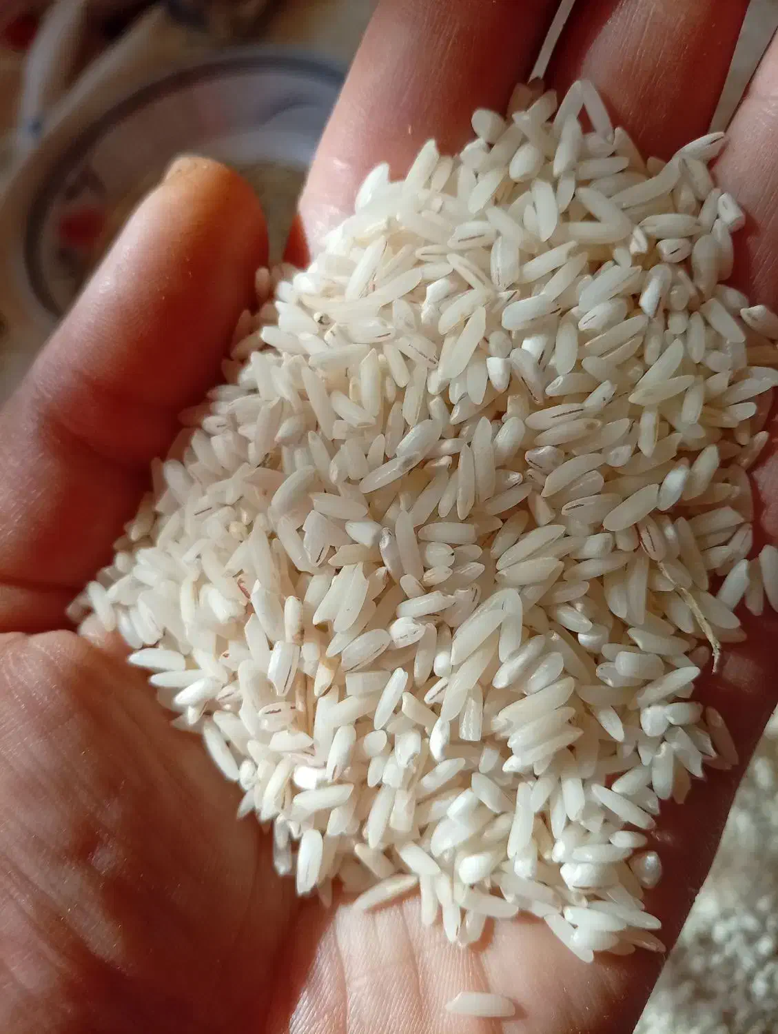 برنج هاشمی سرلاشه|خوردنی و آشامیدنی|رشت, شهریاران|دیوار