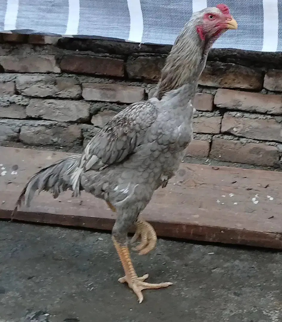 خروس لاری|حیوانات مزرعه|قزوین, |دیوار