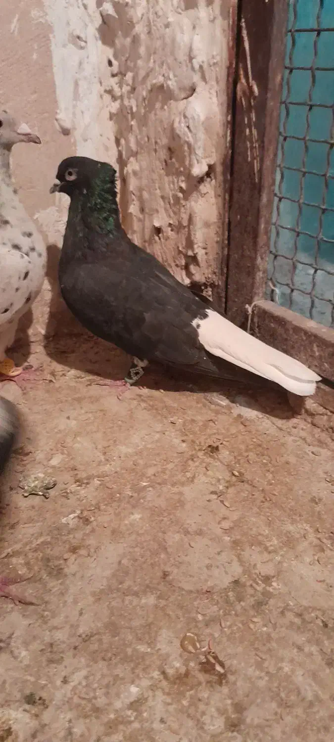 یدونه زاغ دم سفید نر مست پرشی ضربه وهم جفتگاه|پرنده|پاکدشت, پاکدشت (مامازند)|دیوار