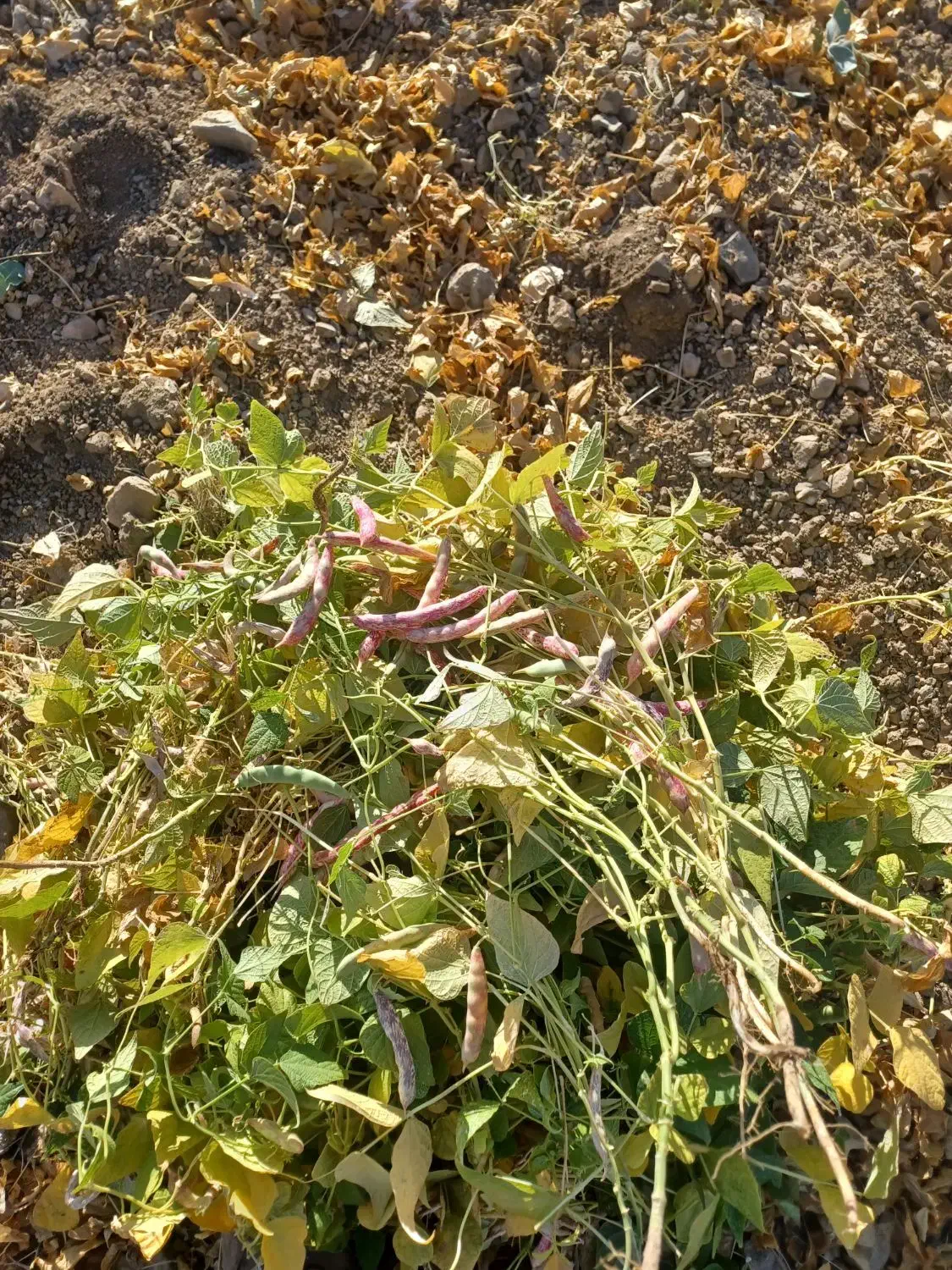 اجاره زمین کشاورزی|اجارهٔ دفتر صنعتی، کشاورزی، تجاری|قره چای, |دیوار