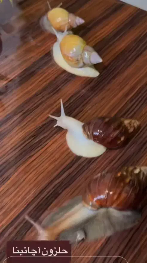 حلزون زنده جهت حلزون تراپی|خزنده|کرمان, |دیوار