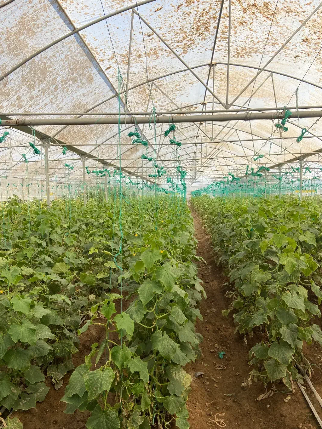 3800 متر سازه گلخانه با پلاستیک و تجهیزات|عمده‌فروشی|شهریار, بکه|دیوار