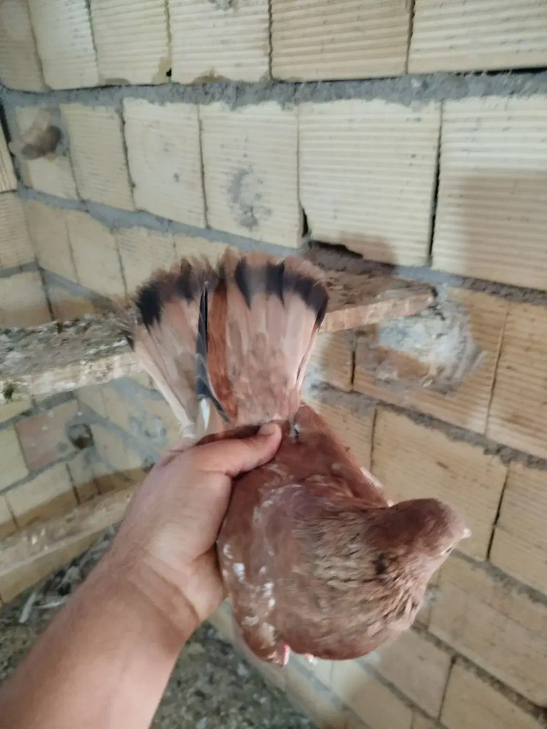 کفتر|پرنده|بندر ماهشهر, |دیوار