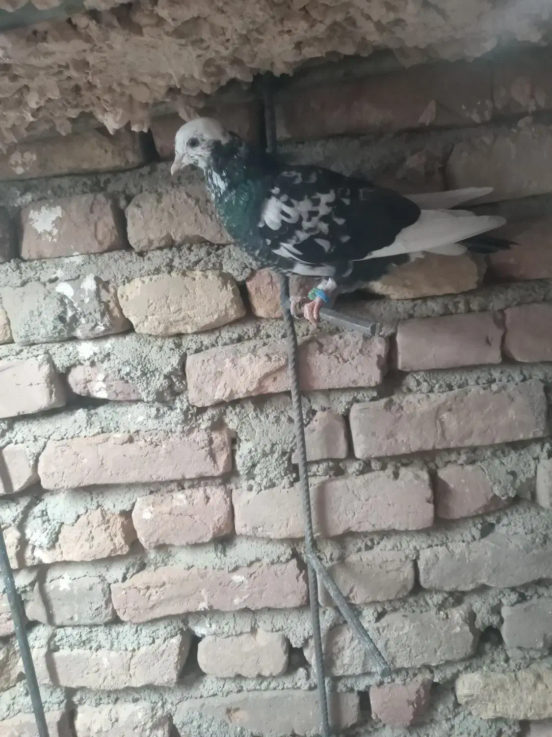 کشکیله هفرنگ|پرنده|سبزوار, شهرک ابوذر|دیوار