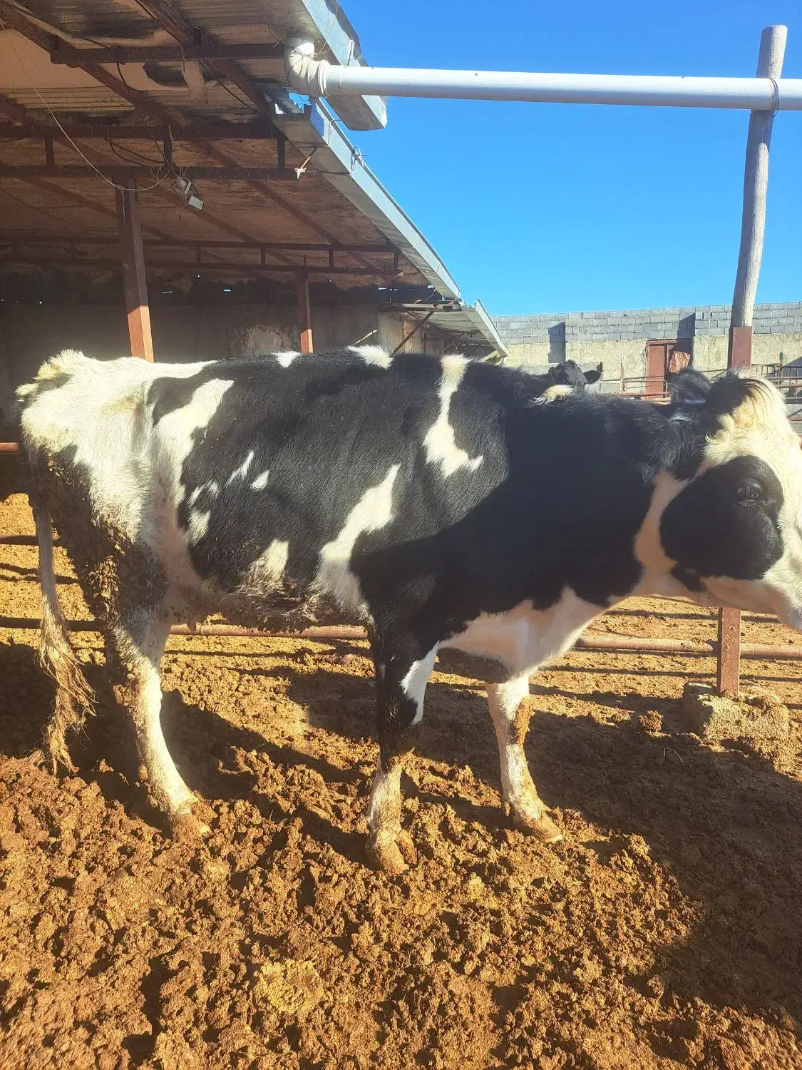 گاو|حیوانات مزرعه|شیروان (خراسان), |دیوار