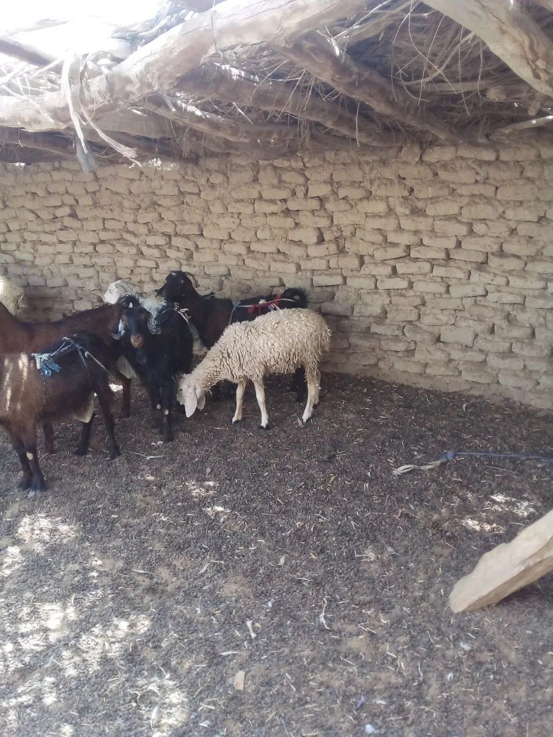 گوسفند|حیوانات مزرعه|جزنیک, |دیوار