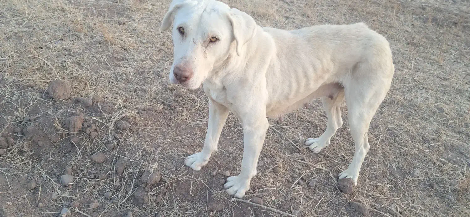 سگ سرابی|سگ|اردبیل, |دیوار