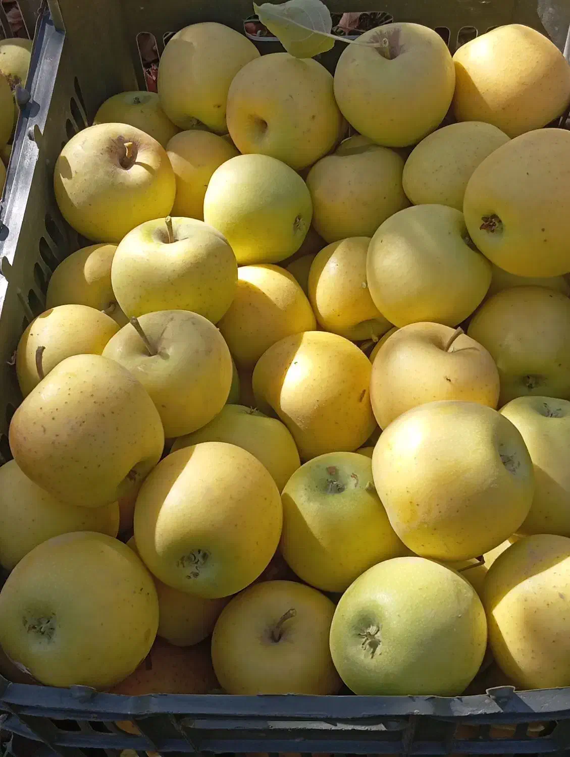 سیب تازه از درخت سفید و قرمز موجود|خوردنی و آشامیدنی|نوشین شهر, |دیوار