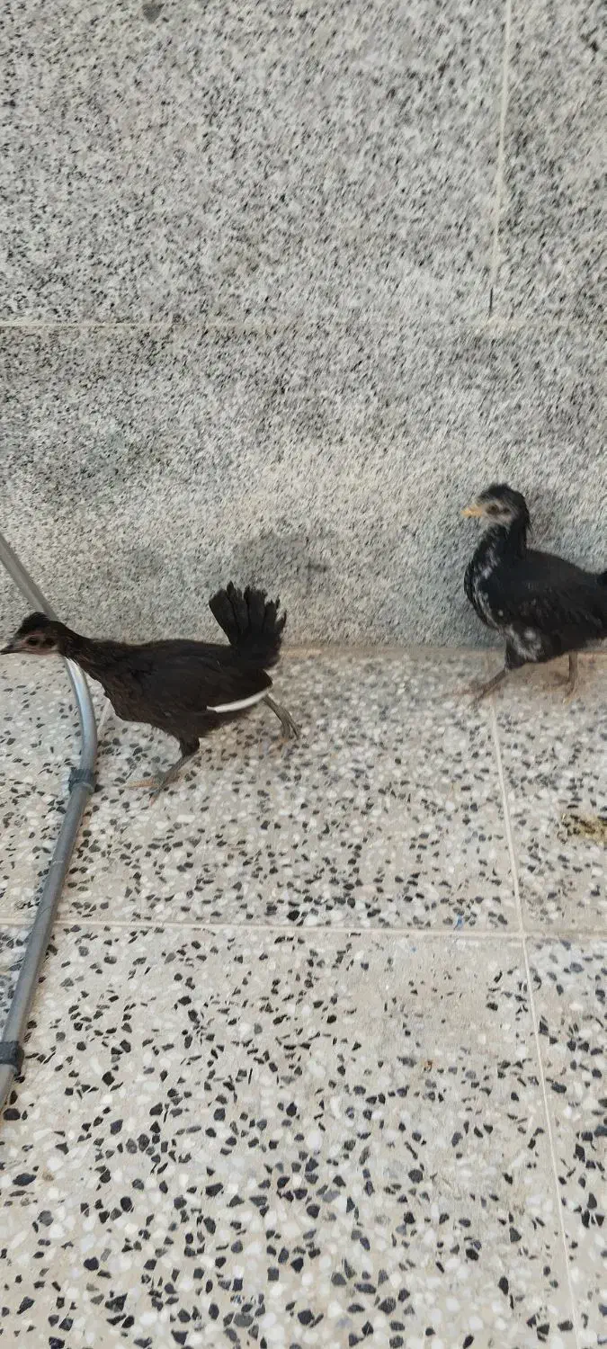 جوجه گلین و برهما اصل|حیوانات مزرعه|شیراز, کرونی(خاتونک)|دیوار