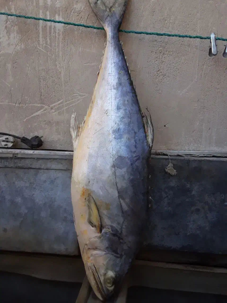 ماهی جنوب|ماهی|کاشان, سیفی آباد|دیوار