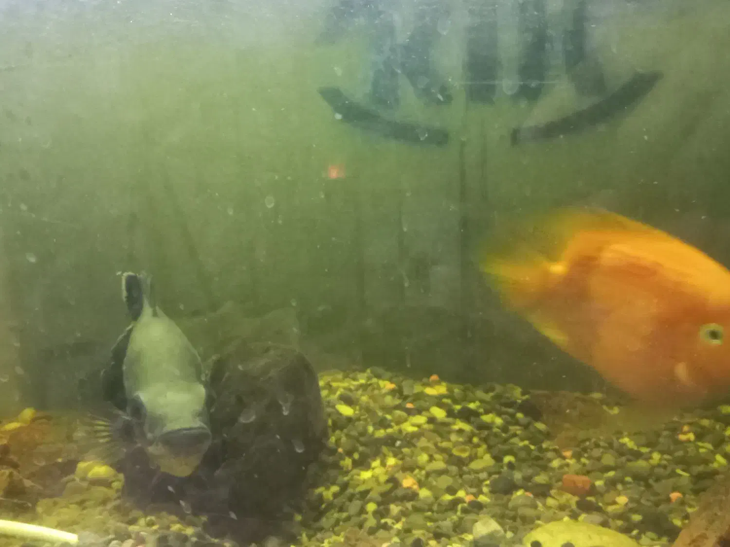 آکواریوم با ماهی و وسایل|ماهی|زنجان, |دیوار