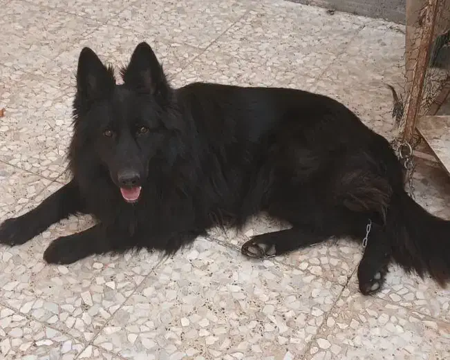 ماده بلک ژرمن موبلند حرفهای|سگ|آبادان, |دیوار