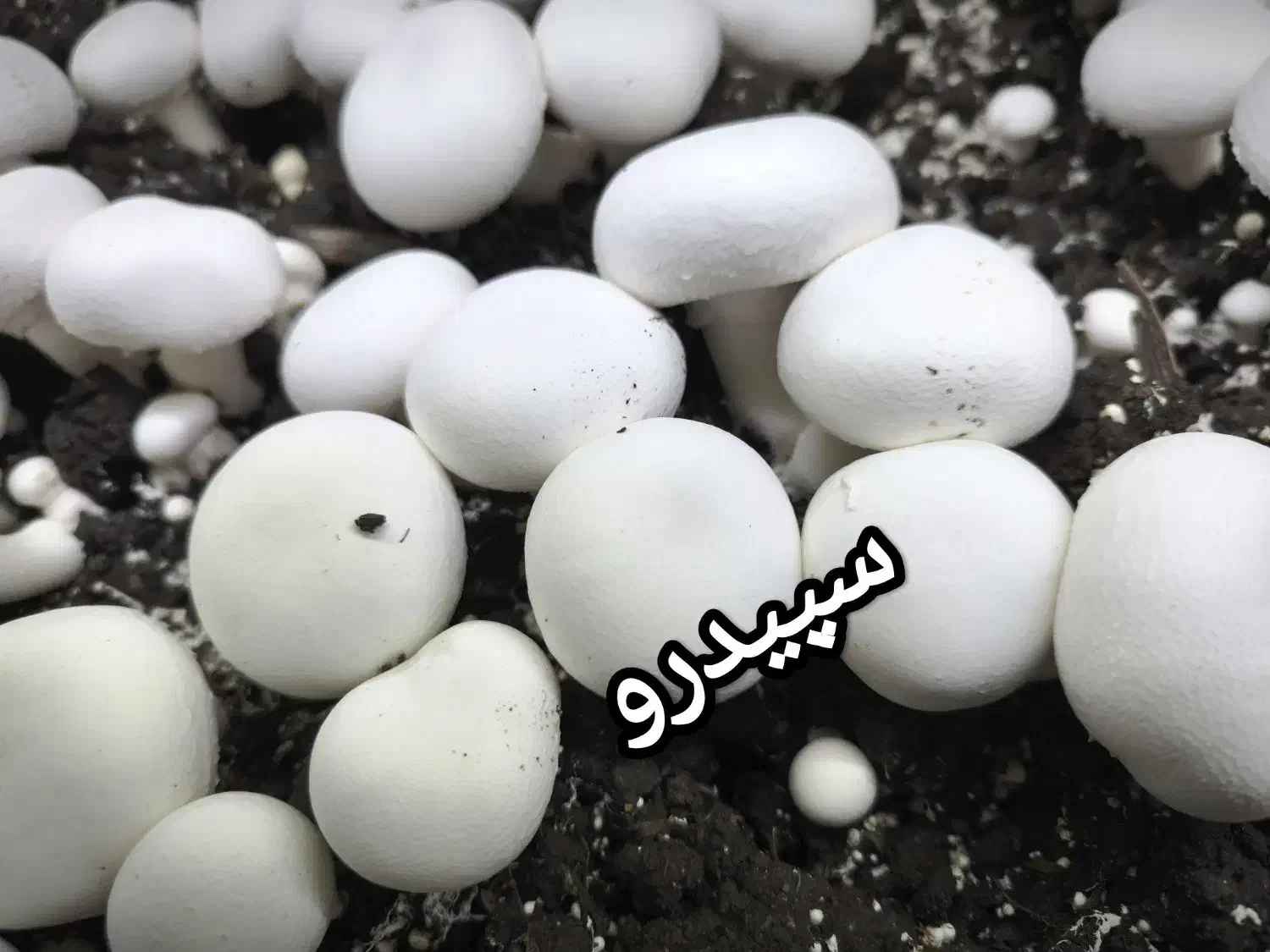 قارچ دکمه ای|خوردنی و آشامیدنی|اصفهان, سنبلستان|دیوار