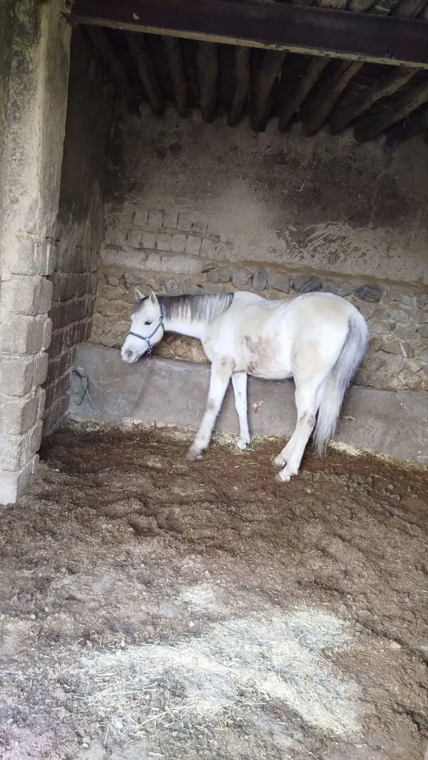 اسب|اسب و تجهیزات اسبسواری|بروجن, |دیوار