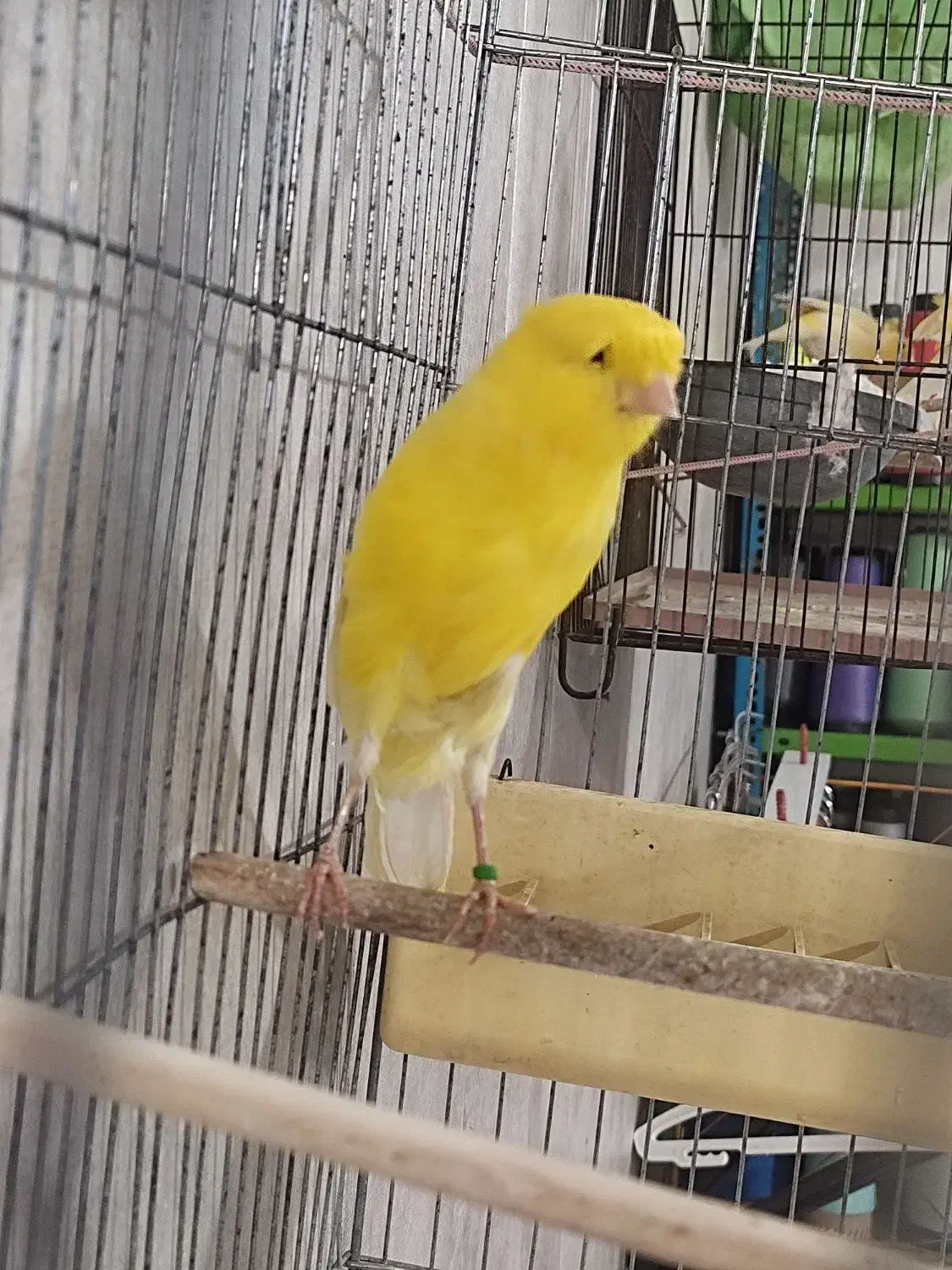 قناریه نر رسمی بلند مست|پرنده|کرج, گلشهر|دیوار