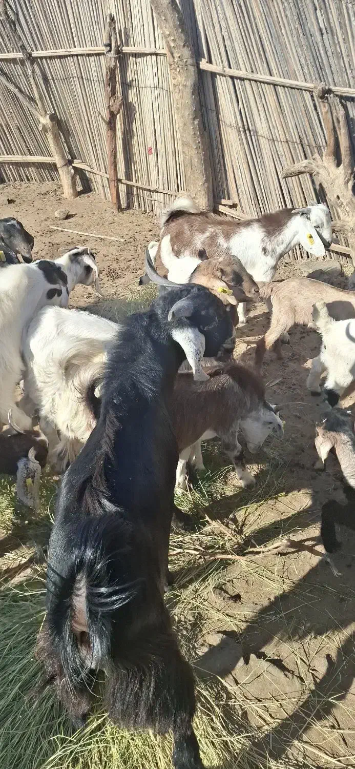 قیمت نقد|حیوانات مزرعه|آسمینون, |دیوار