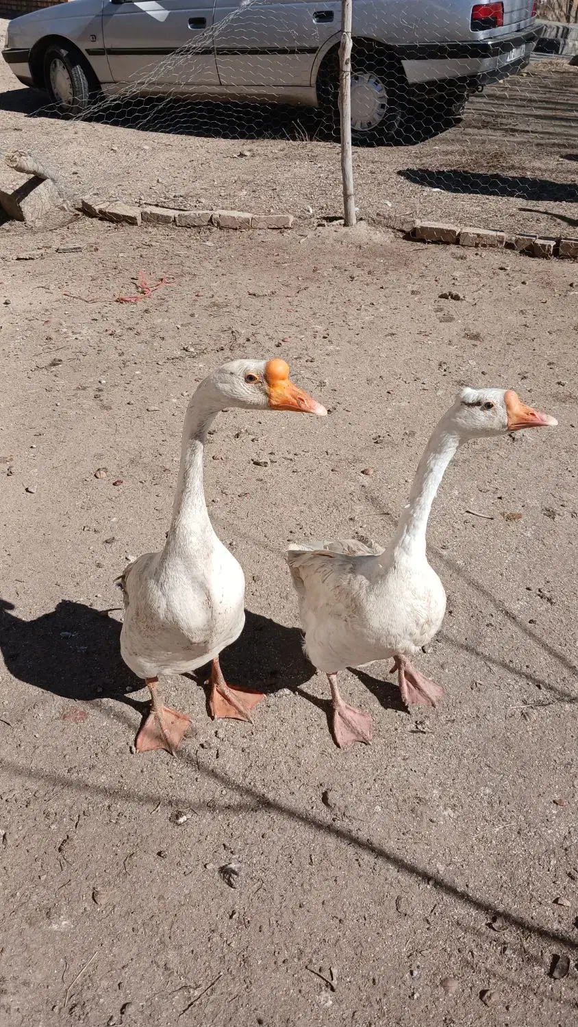 قوغاز|حیوانات مزرعه|صومای برادوست, |دیوار