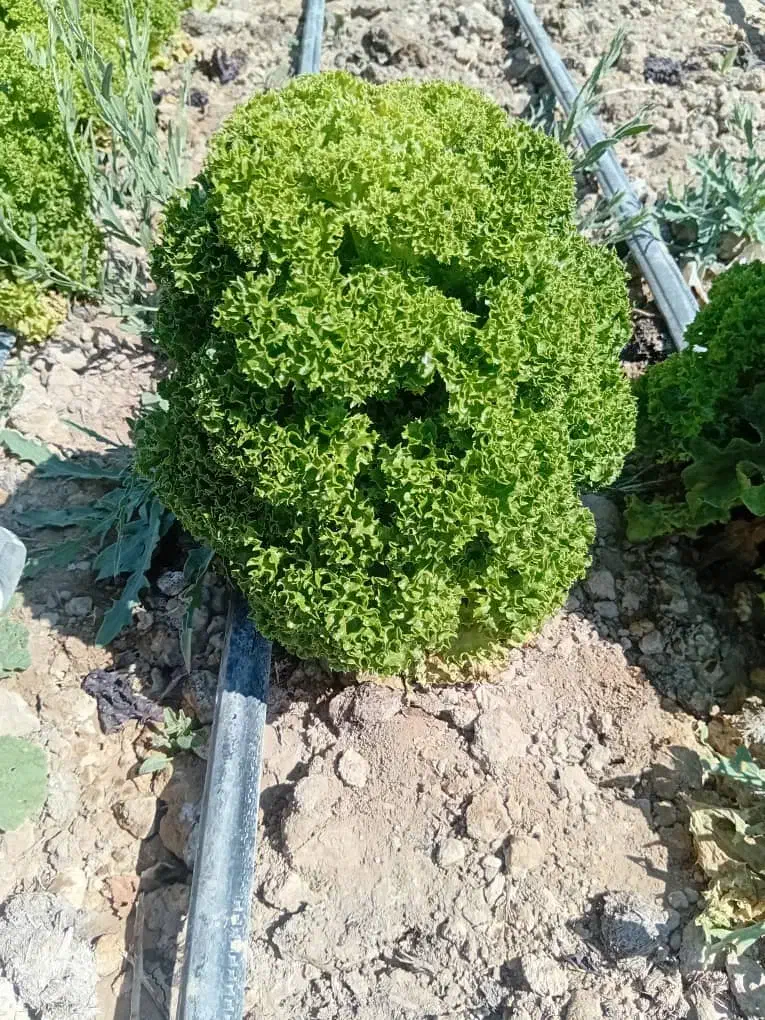 کاهو فرانسوی عمده|خوردنی و آشامیدنی|مشهد, فتح المبین|دیوار