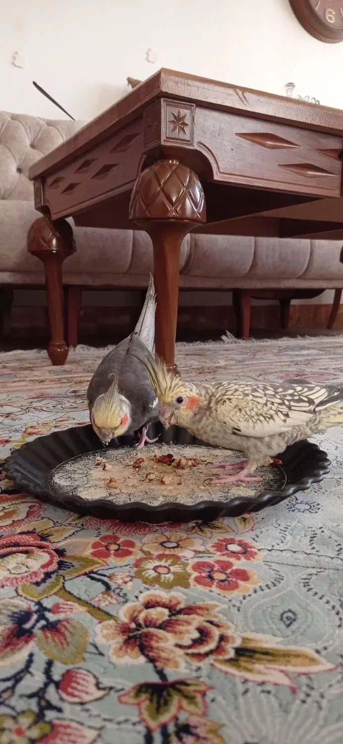 فروش یک جفت عروس هلندی|پرنده|رستمآباد, |دیوار