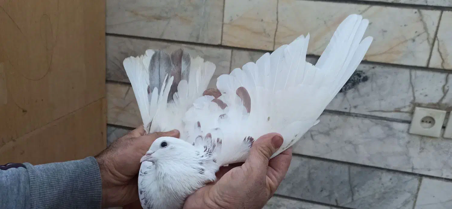 کفتر پرشی غریب گیری|پرنده|محمدشهر, ولدآباد|دیوار