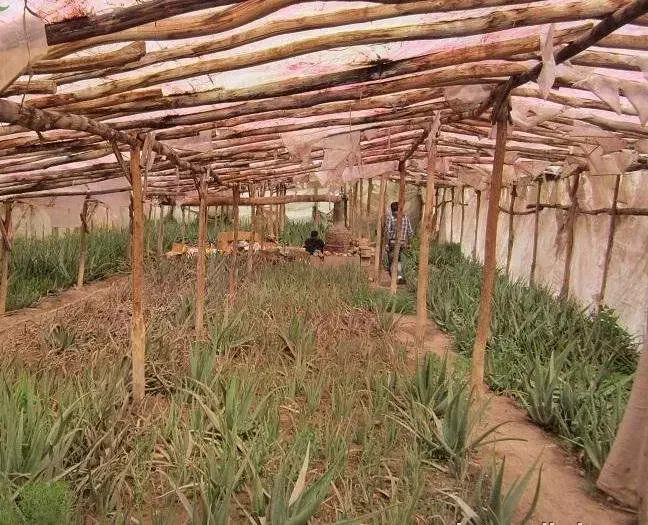 جویای کار گلخانه کشاورزی باغ|خدمات باغبانی و درختکاری|ابریشم, |دیوار