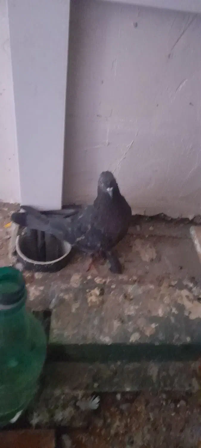 کفتر گرفتنی و...|پرنده|قم, باغ شازده|دیوار