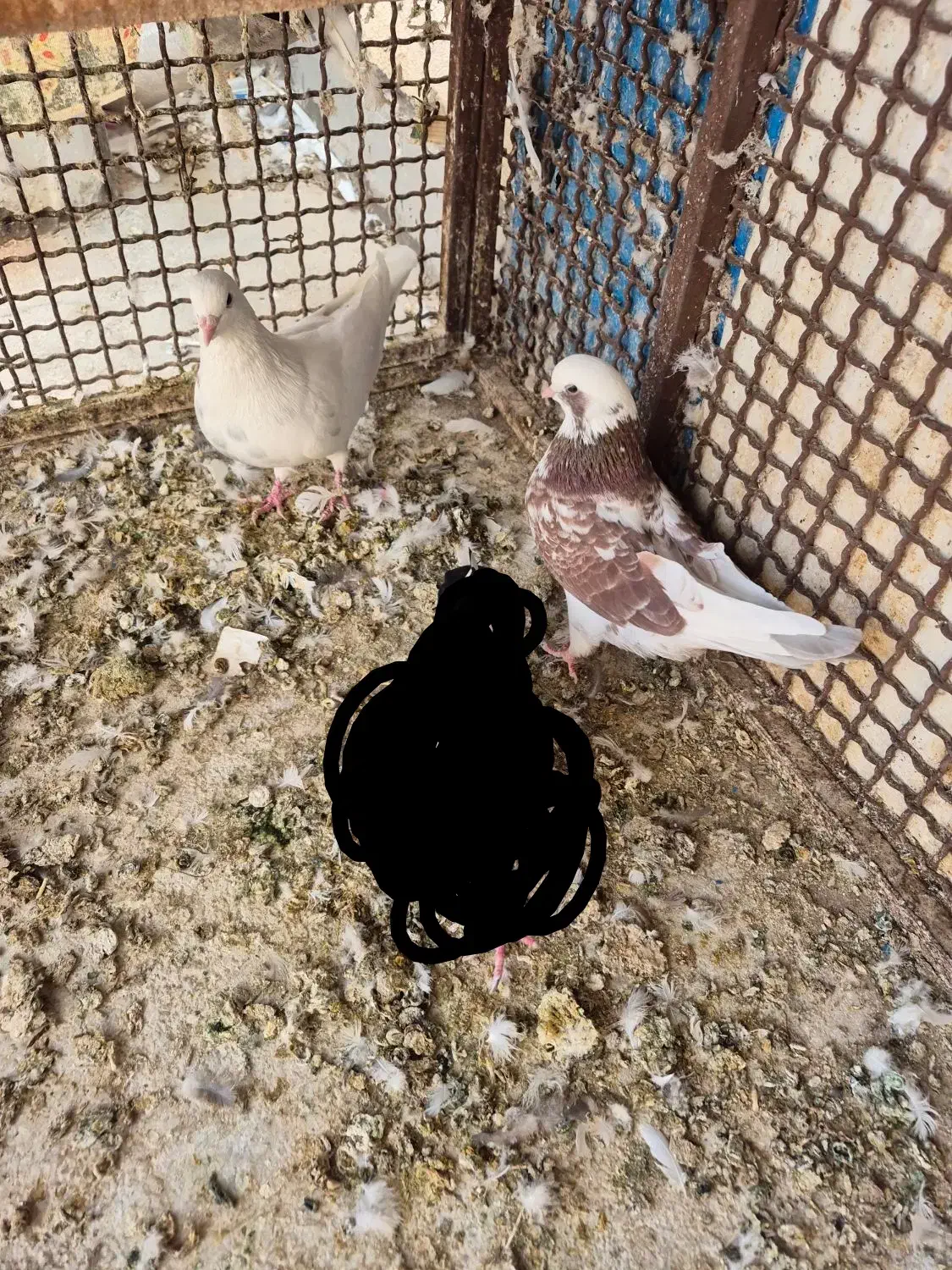 کبوترپرشی|پرنده|مهدی شهر, |دیوار