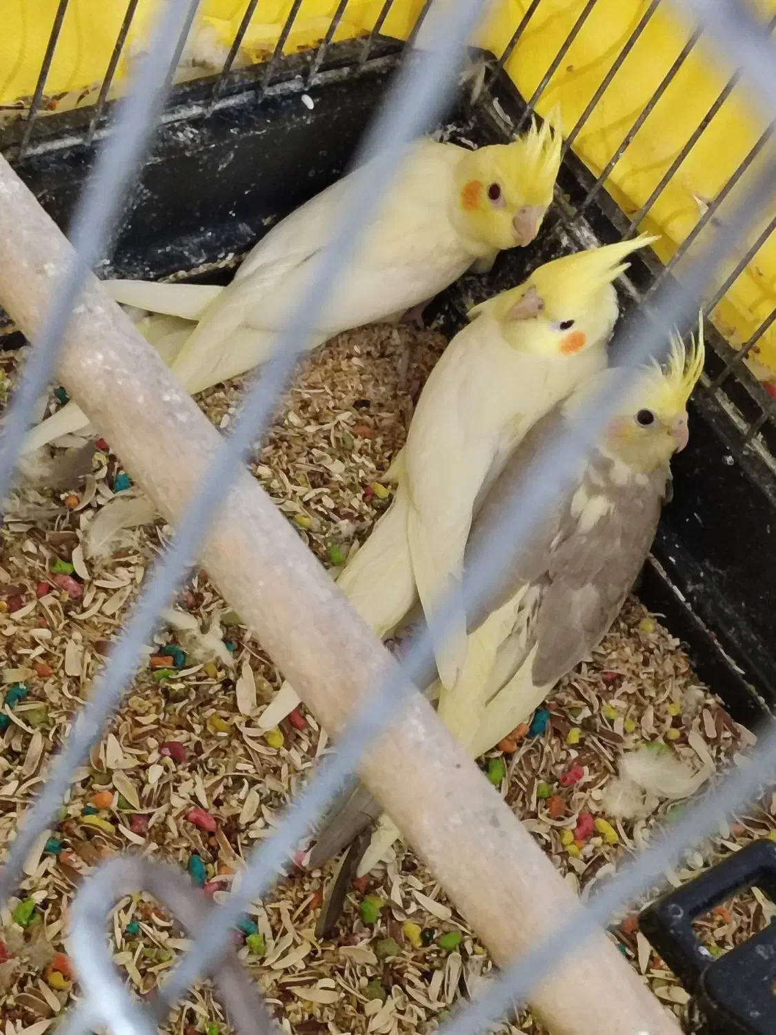 عروس هلندی دون خور|پرنده|آفتاب, |دیوار