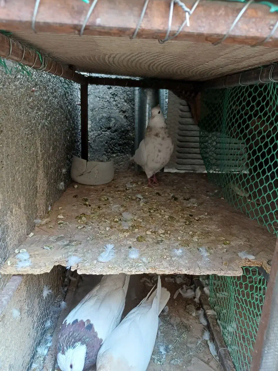 طوق هفرنگ|پرنده|فردوس (خراسان), |دیوار