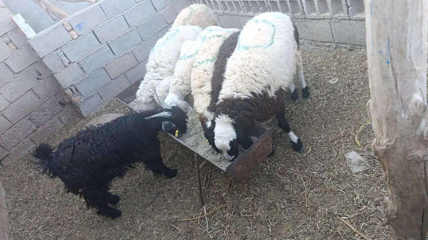 بره فروشی|حیوانات مزرعه|زیرکوه, |دیوار