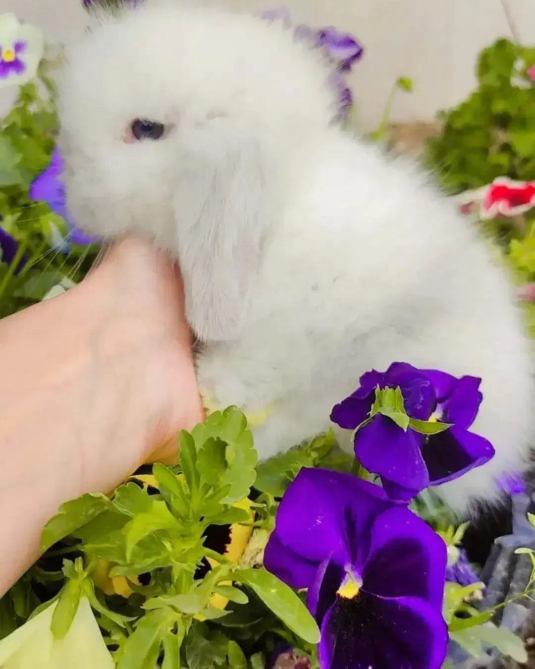 خرگوش لوپ موسوی مجموعه مجاز|موش و خرگوش|گتاب, |دیوار