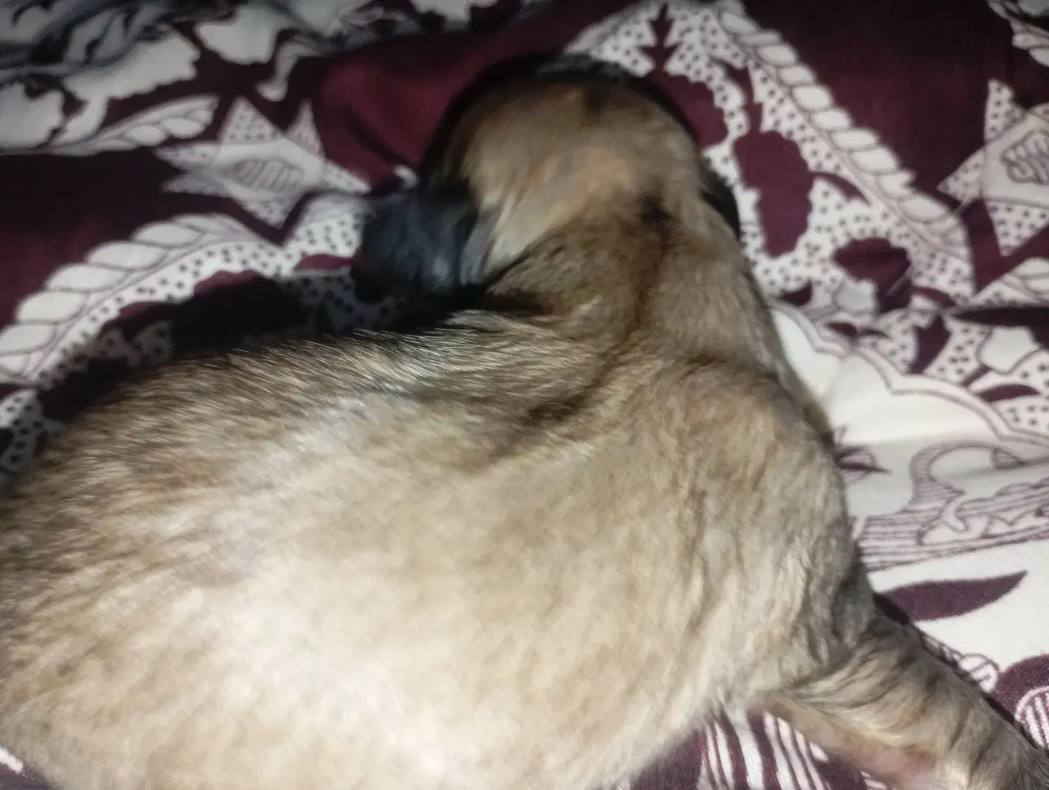 سگ شیتزو پیکنیز|سگ|بندر انزلی, شانگهای پرده|دیوار