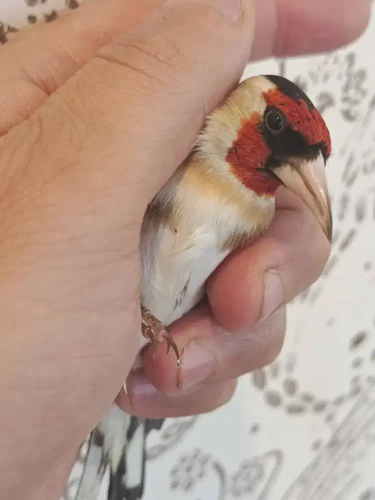 سهره نر|پرنده|تهران, دولاب|دیوار