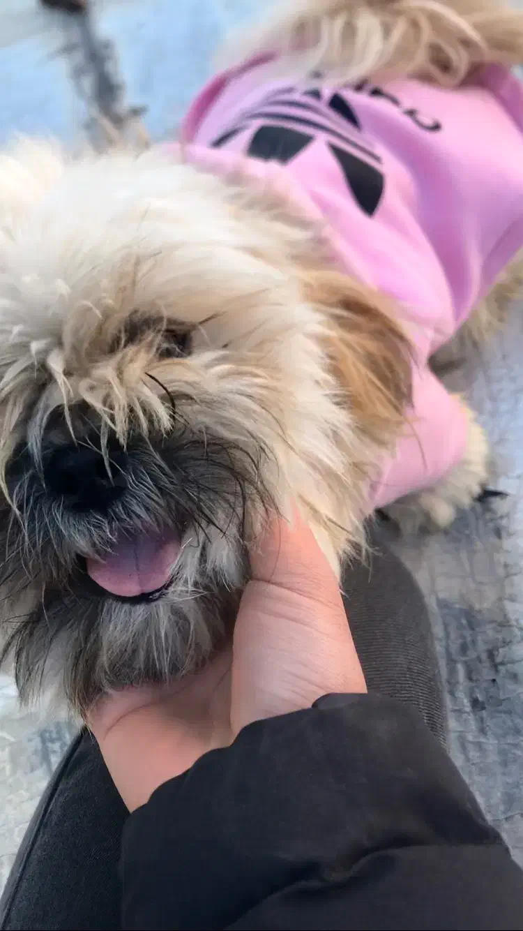 واگذاری شیتزو کراس|سگ|اردبیل, |دیوار