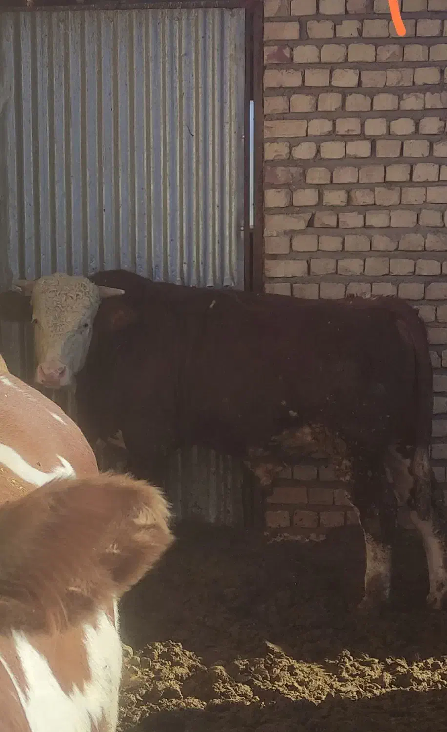 گوساله چاق سیمینتال|حیوانات مزرعه|خلجستان, |دیوار