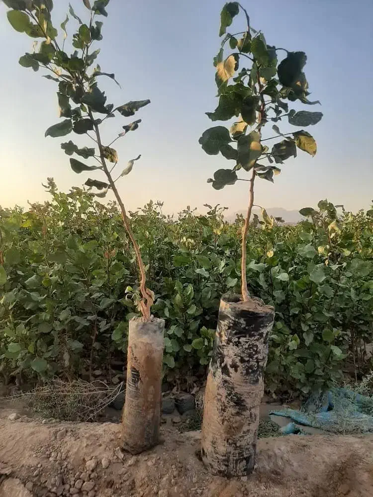 عرضه نــهالهای ریـشه لخت عمده وخردهـاز خـزانه|خدمات باغبانی و درختکاری|مشگین شهر, |دیوار