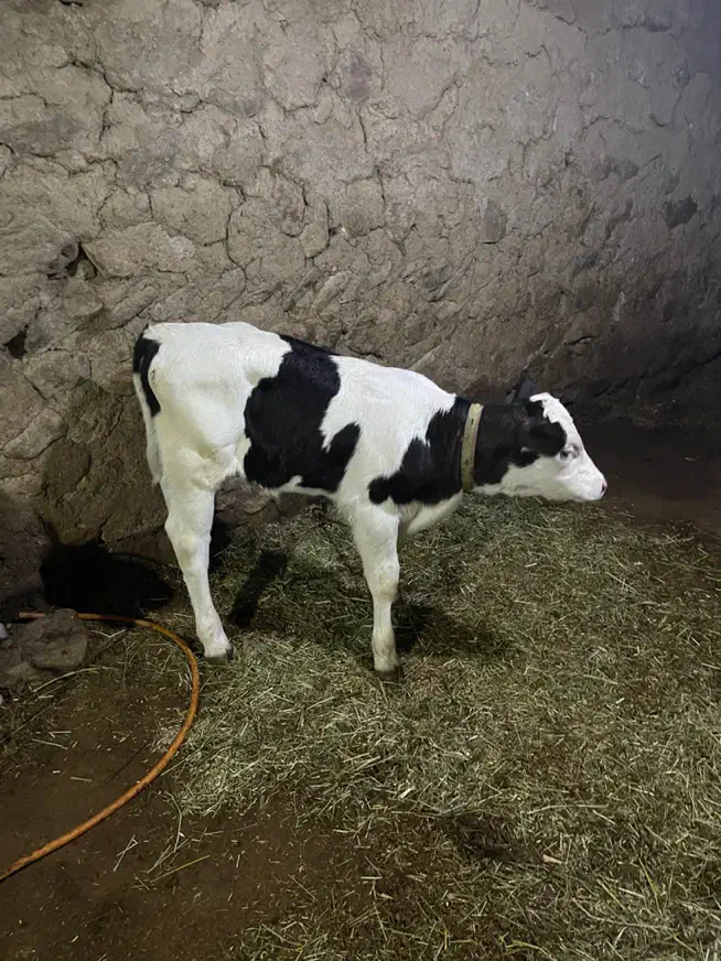 گاو|حیوانات مزرعه|سیلوانه, |دیوار