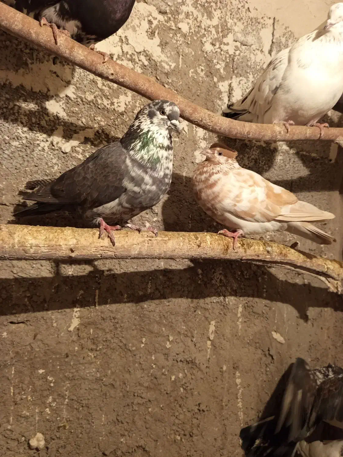 طوقی|پرنده|نیر (اردبیل), |دیوار