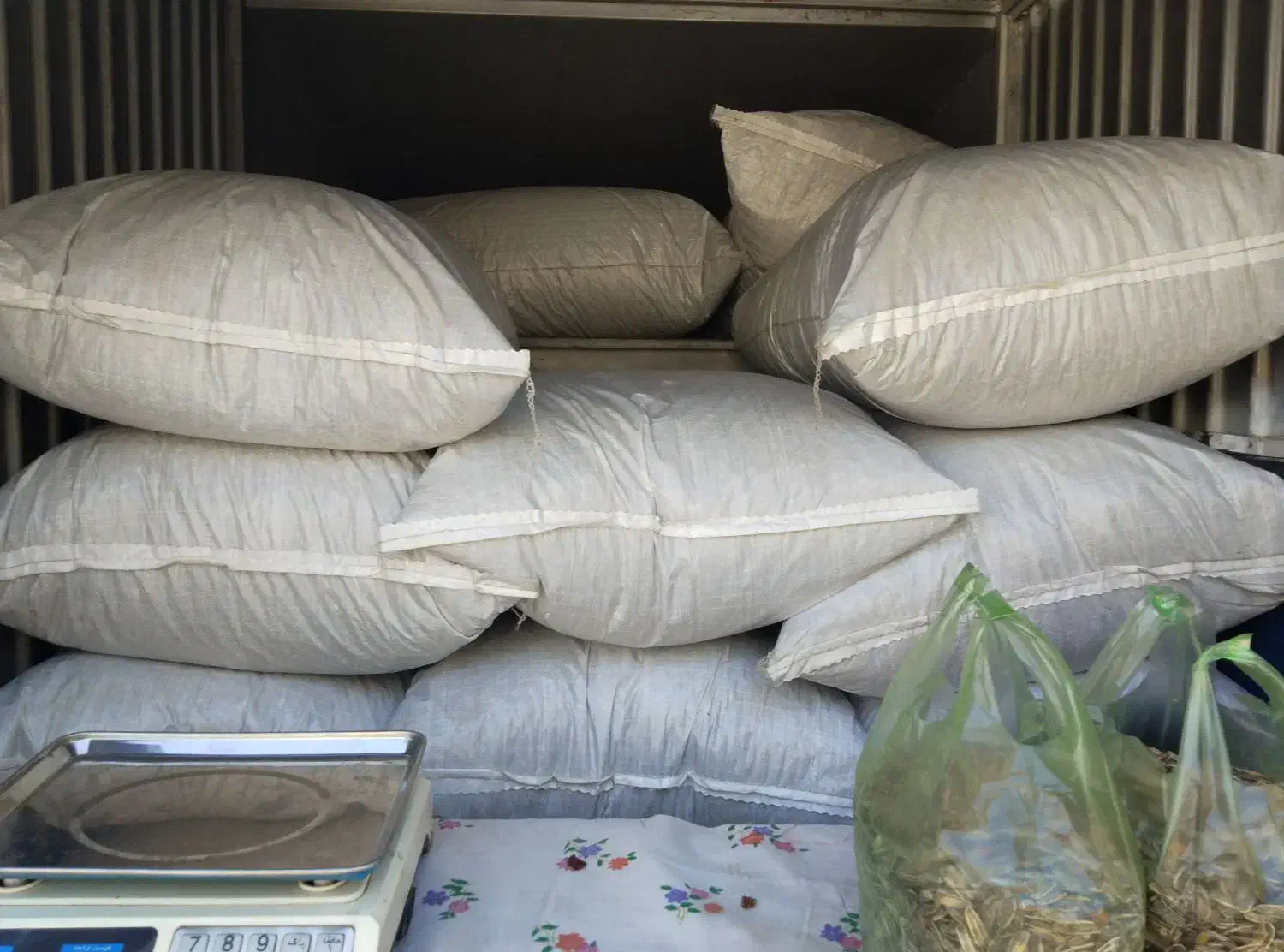 تخمه کانادایی به شرط مزه دیروز پخت شده|خوردنی و آشامیدنی|جوانرود, |دیوار