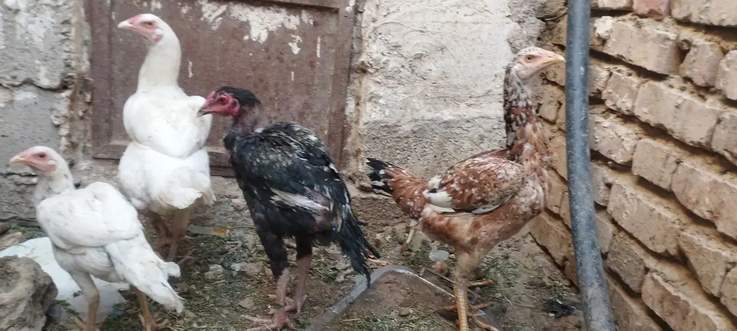 معاوضه مرغ باگوشی|حیوانات مزرعه|خاش, |دیوار