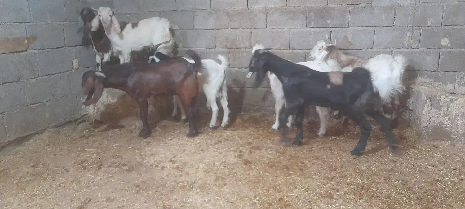 بز ۷ عدد نر بزورگ  جنس خوب|حیوانات مزرعه|شادگان, |دیوار