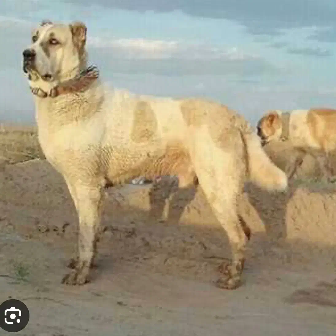 سگ سراب اصیل|سگ|رشت, جانبازان|دیوار