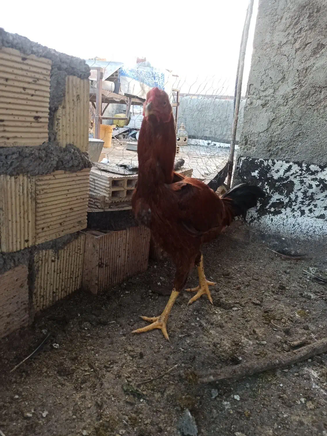 خروس لاری|حیوانات مزرعه|دره شهر, |دیوار