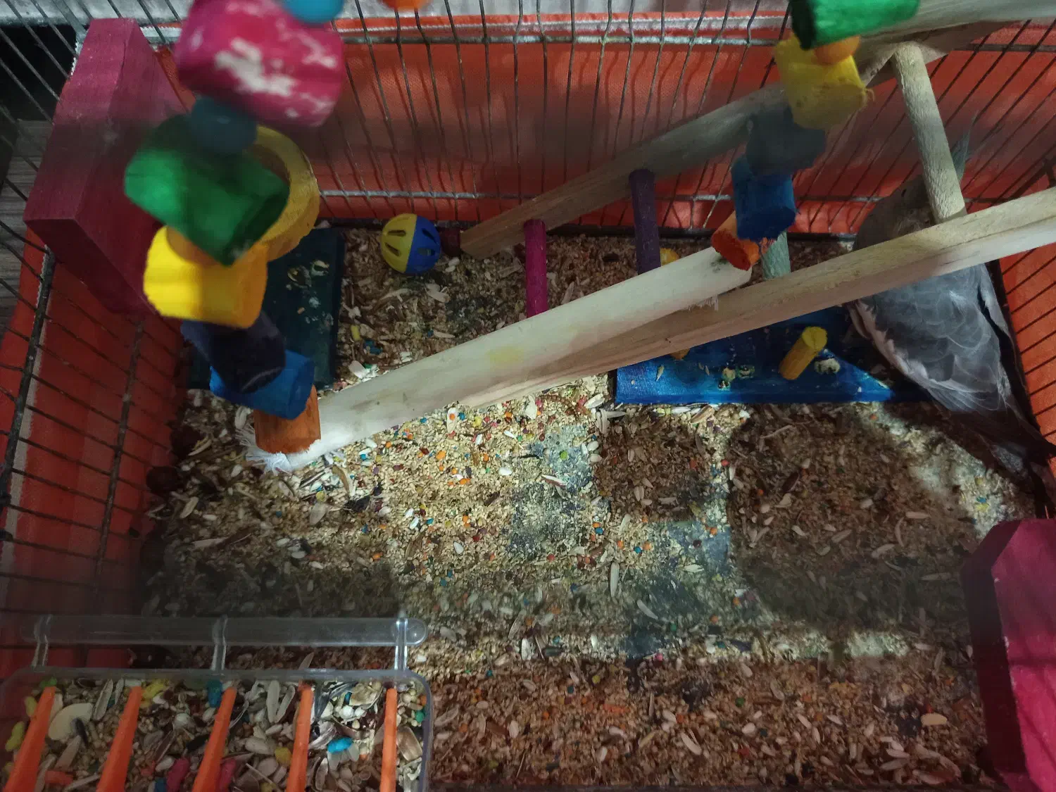 دو عدد عروس هلندی نرو ماده تخم گذار|پرنده|گلستان (تهران), |دیوار