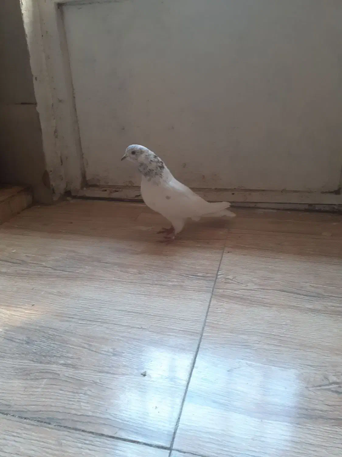 شاه کفتر غریب گیر|پرنده|ملایر, |دیوار